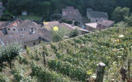 Les Coteaux du Gier, la Renaissance d'une terre viticole
