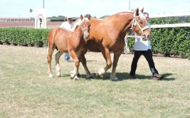 Concours de chevaux de trait