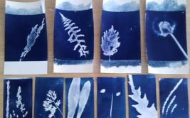 Atelier enfants 12/15 ans: Cyanotype et botanique