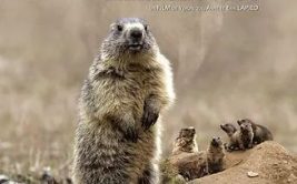 Projection - Alpes sauvages, le clan des marmottes