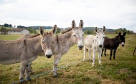 Barbanch'Anim : Balade avec des ânes, en calèche, ferme pédagogique