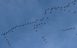 Journée d'observation : Journée européenne de la migration à La Barbanche