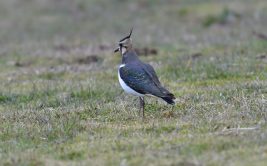 Sortie découverte : Découverte des oiseaux dans les Monts du Lyonnais