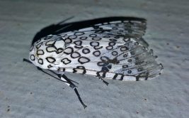 Prospection : à la découverte des papillons nocturnes de Saint-Genest-Lerpt
