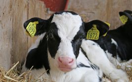 Visite guidée - Petit fermier d'un jour
