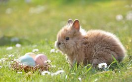 Chasse aux oeufs au Chambon Feugerolles
