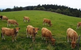 Les Rendez-vous de mon Parc "Journée d'estive avec les vaches"