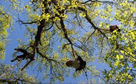 2023 - Bougez dans le Pilat - Grimpe d'arbres (à partir de 10 ans) - Doizieux