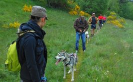2023 - Bougez dans le Pilat - Cani-randonnée (à partir de 8 ans) - Le Bessat