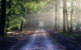 Visite du site de La Sarrazinière à Sorbiers