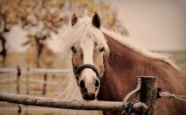 Découverte d'un métier lié aux poneys - Atelier et Jeux