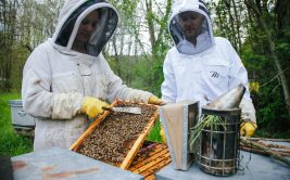 Honey making farm