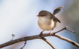 Sortie découverte: Découverte des oiseaux des Gorges de la Loire