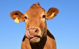 Ferme pédagogique - La ferme au son des cloches