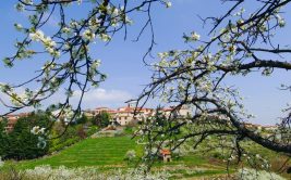 Circuit Pomme Melrose