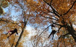 Automne 2025 - Bougez dans le Pilat - Grimpe d'arbres (à partir de 10 ans) - Collet de Doizieux
