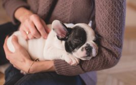 Salon du Chiot