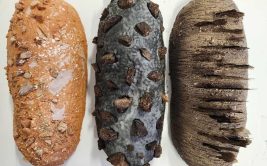 Exposition - Homonculus malaxés  avec… les roches