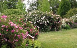 Rdv aux Jardins - Visite guidée de la Roseraie municipale