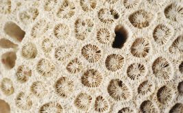 Exposition - Dentelles sous-marines : l'art de sauver les coraux