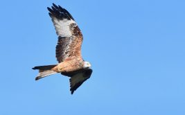 Les rendez-vous nature : Ça plane pour moi