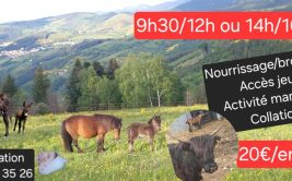 Demi-journée soigneur et découverte de la mini-ferme pédagogique
