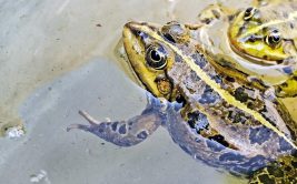 Ssss… à la découverte des reptiles et amphibiens