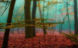Jeune public dès 6 ans - La forêt dans nos têtes