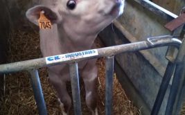 Visite de la ferme