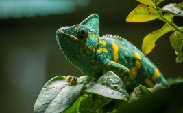 ReptiCabl