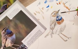 Atelier de dessin animalier