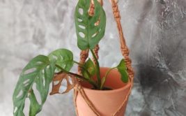 Atelier d'initiation au Macramé