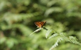 Natura 2000 dans les gorges de la Loire - Exposition