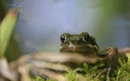 Jeu de l’oie géant spécial amphibiens et reptiles !