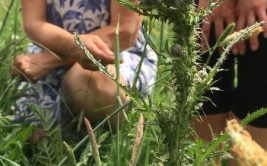 Rencontre avec les plantes sauvages