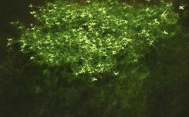 Exposition - Grandeur nature, Catherine Fabre