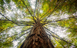 Journée "L'arbre dans la ville"