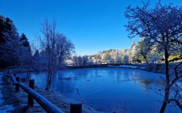 Les Ateliers des Babets : stage d'écriture pour s'enforester et se libérer