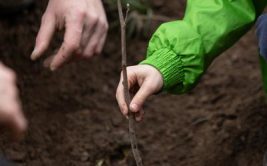 Arbres de la laïcité - Semaine de la laïcité
