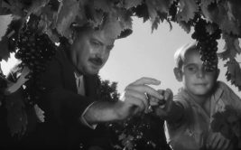 Projection - Les oliviers de la justice