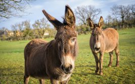 A la découverte de l'âne