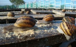 Visite de l’élevage d'escargots