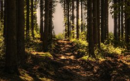 Sentier "Le tour de La Fouillouse"