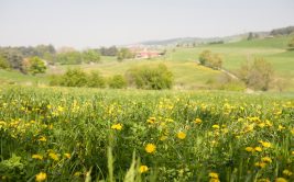 Sentier de Côte de Bayolle