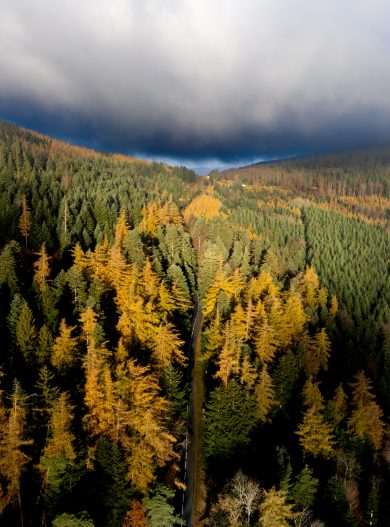 Parc_naturel_regional_du_Pilat___Foret_en_automne-Saint-Etienne_Tourisme___Congres___Julien_Glintz-97089