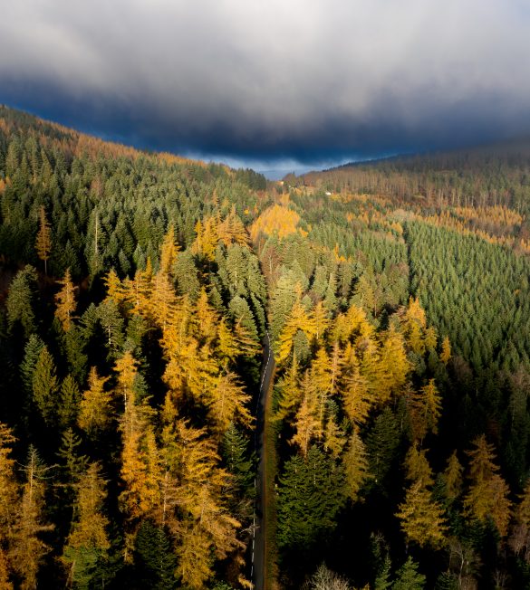Parc_naturel_regional_du_Pilat___Foret_en_automne-Saint-Etienne_Tourisme___Congres___Julien_Glintz-97089