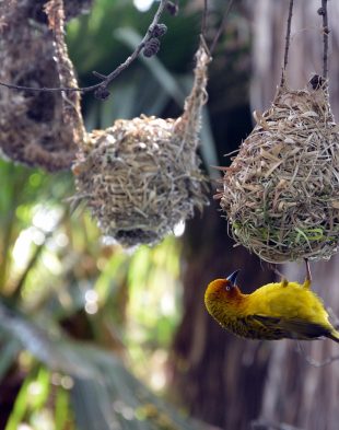 bird-nests-1695704_1280