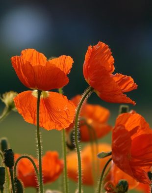 orange-flowers-6144272_1280